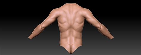 Male Upper Body Anatomy Looking For Feedback — Polycount