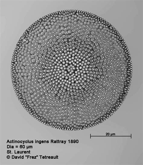 Actinocyclus Ingens Rattray 1890 Nikon 100x Apo Diatom A Photo On