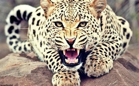 Dinosaurs are the largest group of animals to have ever become extinct. Angry Animal Leopard Photo | HD Wallpapers