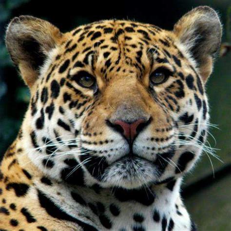 The special characteristics that enable plants and animals to be successful in a tropical rainforest adaptations the climate of the tropical rainforest is hot and wet. Species Profile: Jaguar (Panther onca) | Rainforest Alliance