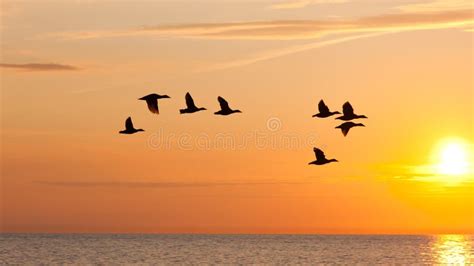 Birds Fly In The Sky At Sunset Stock Image Image Of Warm Morning