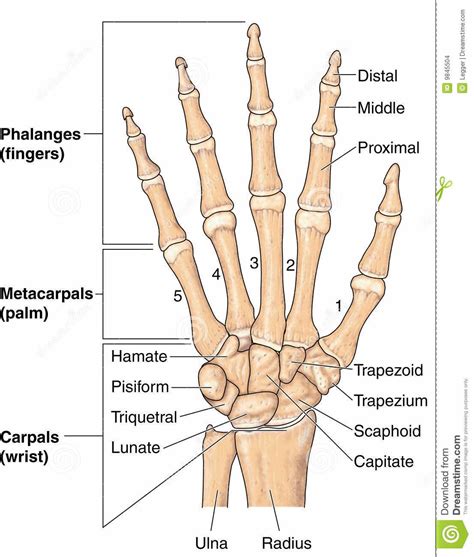 Bones Of The Hand And Wrist Hand Bone Anatomy And Physiology Bones