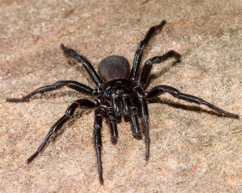 What Are Funnel Web Spiders And How To Control In Your Garden