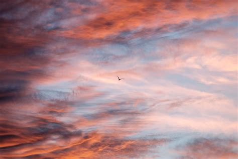Wallpaper Bird Sky Clouds Flight 4741x3161 Coolwallpapers