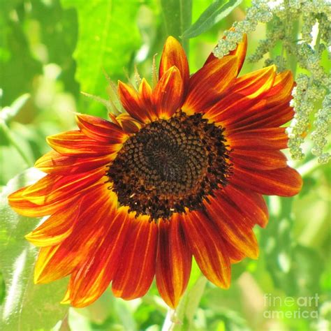 Sunflower Photograph By Life Inspired Art And Decor Fine Art America