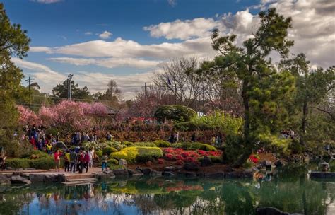 Cherry Blossom Festival In Auburn Botanical Gardens Aussie Weekend