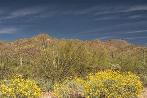 Arizona Sonora Desert 6522 040719 Photograph By Tam Ryan Fine Art America
