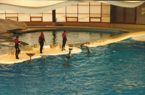 National Aquarium In Baltimore Dolphin Show Jeff Rozwadowski Flickr