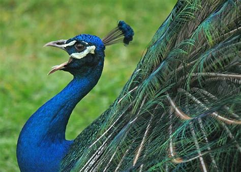 The Amazing Peacock Facts And Photos Hubpages