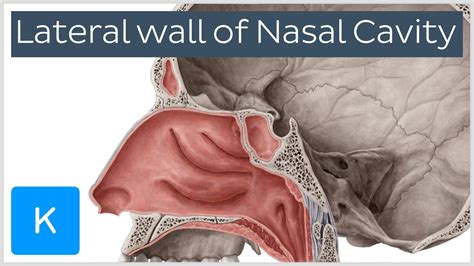 Lateral Wall Of Nasal Cavity Bones Cartilages And Mucosa Preview