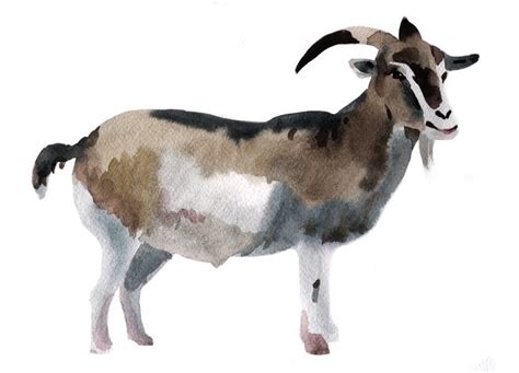Woman Allegedly Steals And Paints Neighbors Goat