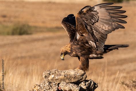 Golden Eagle Flying Aquila Chrysaetos Stock Photo Adobe Stock