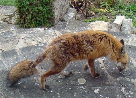 Mange In The Red Fox Wildlife Online