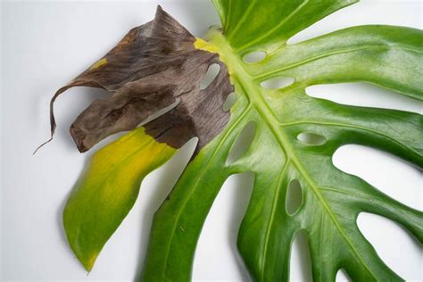 7 Common Causes Of Brown Spots On Monstera Plants Petal Republic