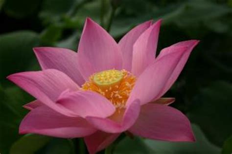 Lotosgewächse — lotosblumen lotosblumen (nelumbo) systematik überabteilung deutsch wikipedia. Hubdach selber bauen: Lotosblumen