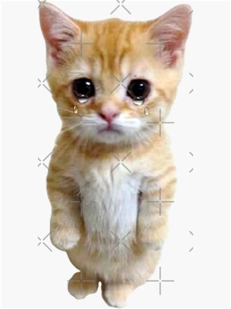 Hq Sad Crying Cat Standing Up Meme Sticker For Sale By Fomodesigns Redbubble
