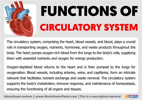 Functions Of Circulatory Sytem