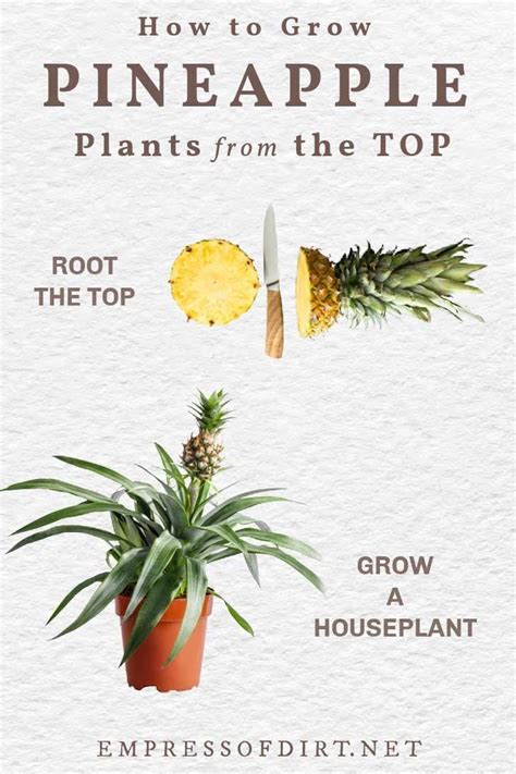 How To Plant A Pineapple Top Tutorial With Pictures