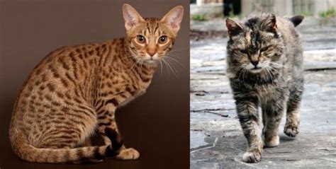 Ocicat Vs Farm Cat Breed Comparison Mycatbreeds