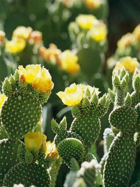 Opuntia Microdasys Var Pallida Bunny Ears Cactus World Of Succulents