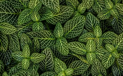 Download Wallpaper 3840x2400 Leaves Plant Striped Shape Green