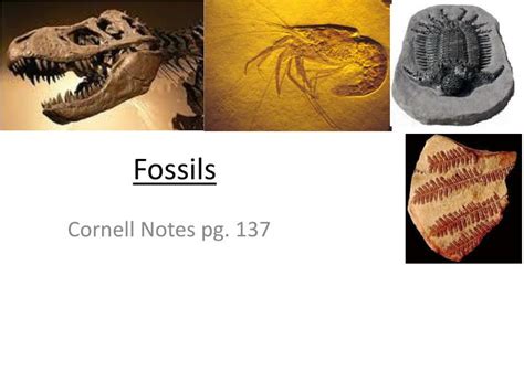 Ppt Fossils Powerpoint Presentation Free Download Id 2423298