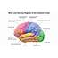 A Map Of The Cerebral Cortex  Download Scientific Diagram