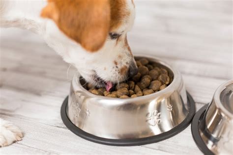 Moreover, these are relatively expensive. Top 10 Best Dog Food Without Chicken in 2021 - ThePetMaster