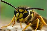 Yellow Jacket Wasp Facts Photos