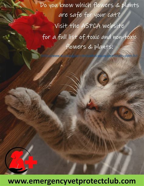 This is not because these veterinarians do not want to help you and your pet. Do you know what plants/flowers are toxic for your cat? in ...