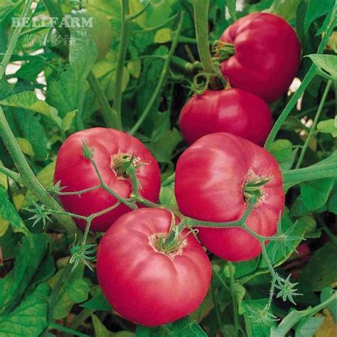 Us 073 Bellfarm Hybrid Rose Pink Big Tomato Seeds 100 Seeds Pack