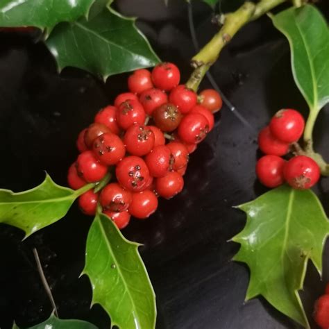 Fresh Red Holly Berry Sprigs Christmas Crafts Festive Etsy