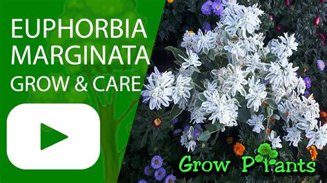 Euphorbia Marginata Grow And Care Snow On The Mountain Youtube