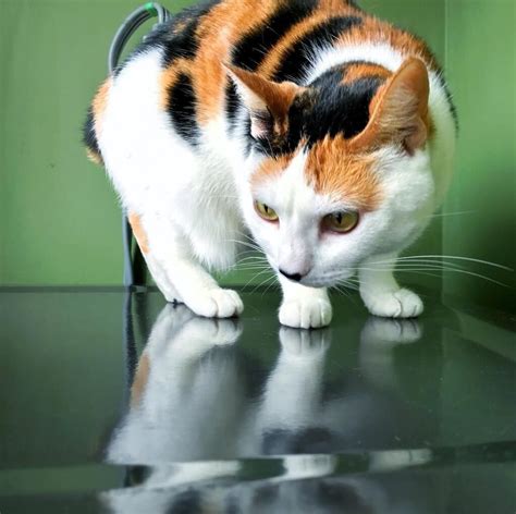 7 Amazing Facts About Calico Cats And Kittens Beaconpet