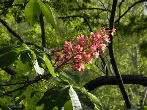 Photo Of The Bloom Of Red Horse Chestnut Aesculus X Carnea Fort