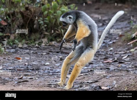 Diademed Sifakas Lemur Propithecus Diadema Leaping Lemur Island