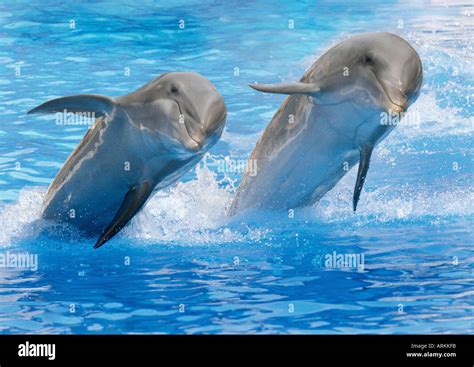 Two Jumping Bottlenosed Dolphins Tursiops Truncatus Stock Photo Alamy