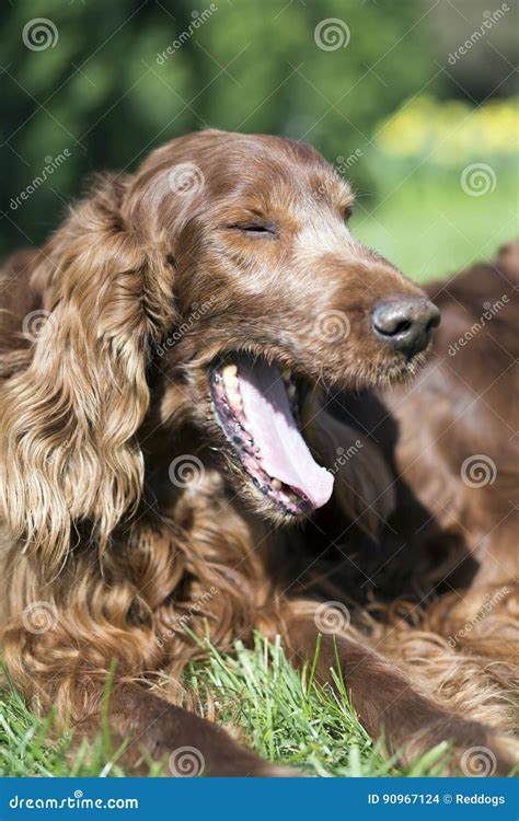 Funny Dog Yawning Stock Photo Image Of Furry Funny 90967124