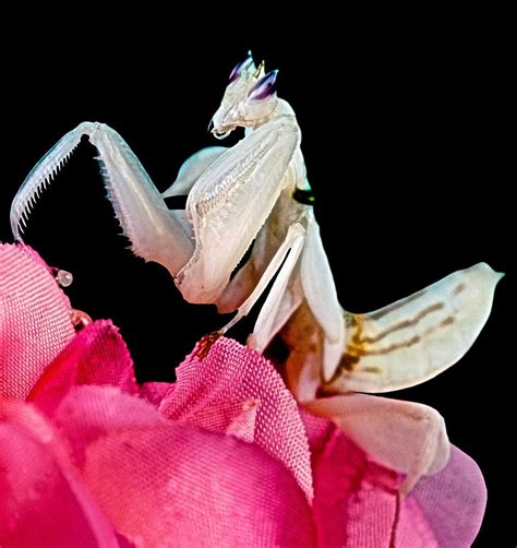 Orchid Female Mantis Hymenopus Coronatus 4 Of 10 Photograph By Leslie