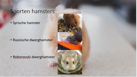 Spreekbeurt Hamster Hamster Info