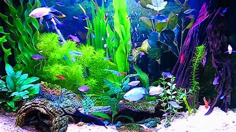 Compartir Imagem Live Fish Tank Background Thcshoanghoatham Badinh Edu Vn