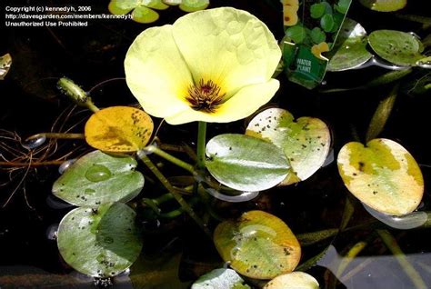Plantfiles Pictures Water Poppy Hydrocleys Nymphoides By Kennedyh