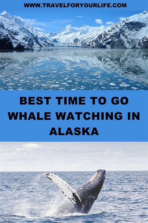 Best Time To Go Whale Watching In Alaska Whale Watching Alaska Whale