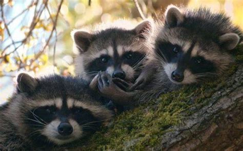 Cute Raccoons 30 Pics