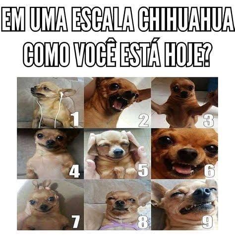 Em uma escala chihuahua como você está hoje Memes