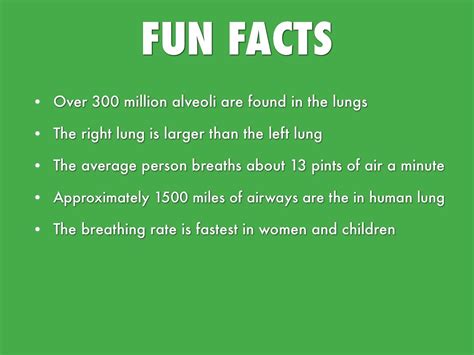 5 Facts About The Respiratory System Zohal