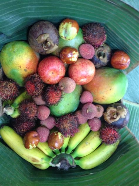Buy california trees, berry plants, grapevines, nut trees, flowering trees, shade tree, bamboo plants and shrubs. Tropica Mango Rare and Exotic Tropical Fruit Tree Nursery ...
