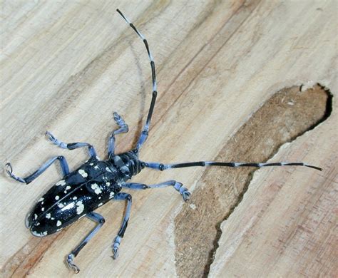 Orange you happy for me? Family Cerambycidae | ENT 425 - General Entomology