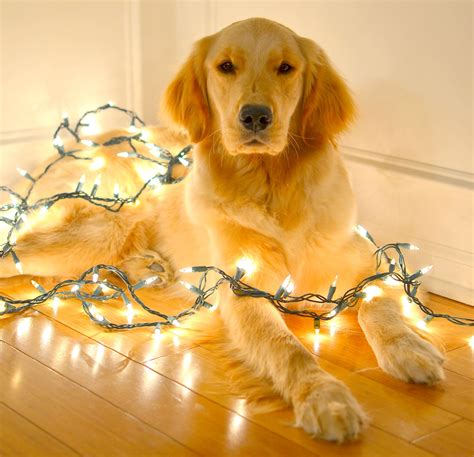We are honest, ethical breeders who make it our priority to produce sound, top quality show and pedigreed puppies with the wonderful laid back golden temperament. Stella - Golden Retriever - Christmas 2012 | Golden retriever christmas, Cute dogs and puppies ...