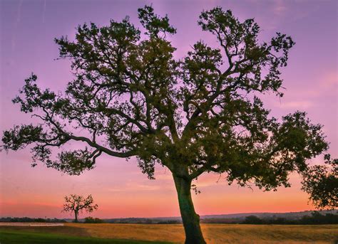 Lone Oak Photograph By Janine Williams Fine Art America